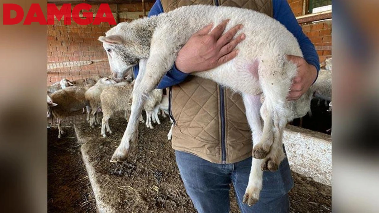 5 Bacaklı Kuzu Dünyaya Geldi: Gören Şaşırıyor!