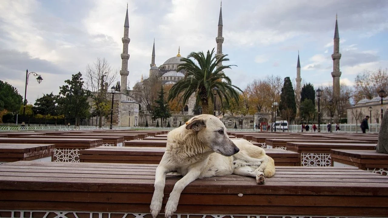 İstanbul'da sokak köpeklerini beslemek yasaklandı!