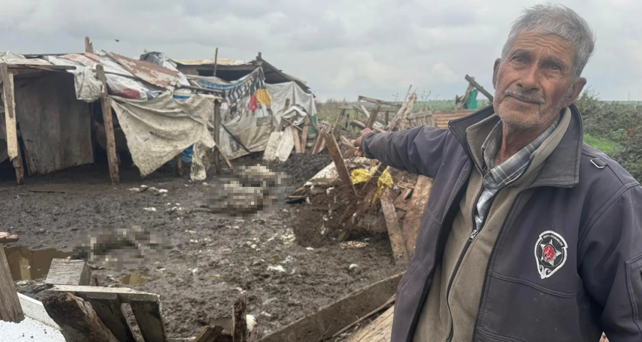 Avcılar'da hayvanlar  telef oldu!