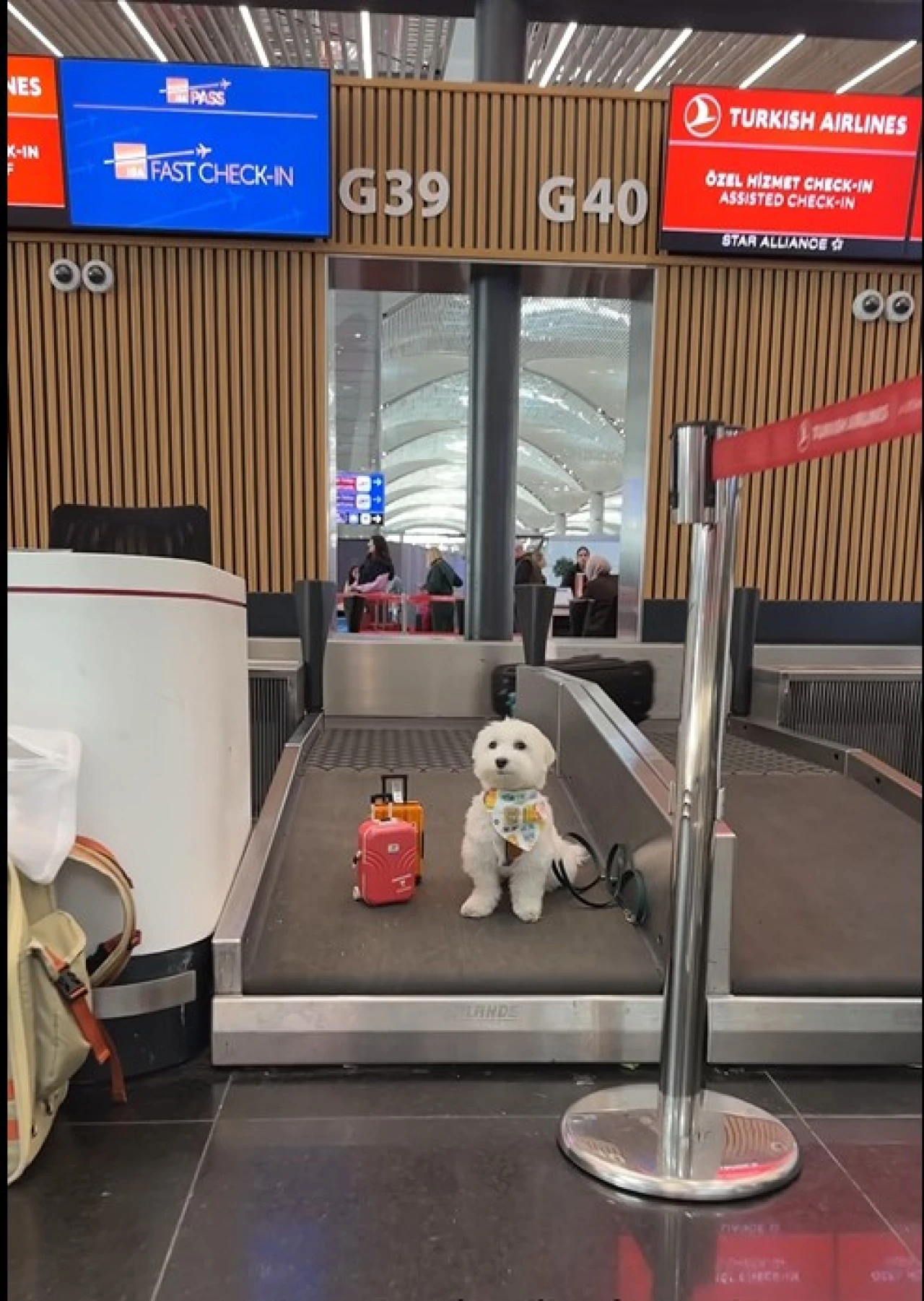 Dünyanın en çok gezen köpeği Tofu İstanbul'da