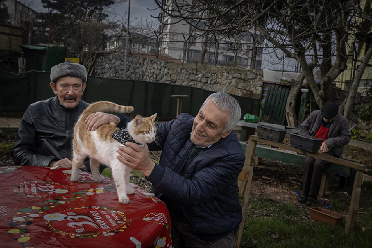 Kediler için huzurevi!