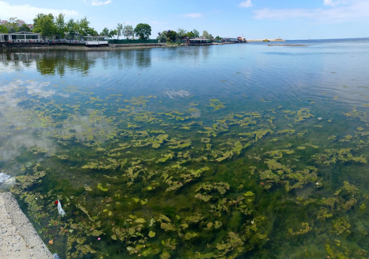 Marmara'da yeşil tehlike!