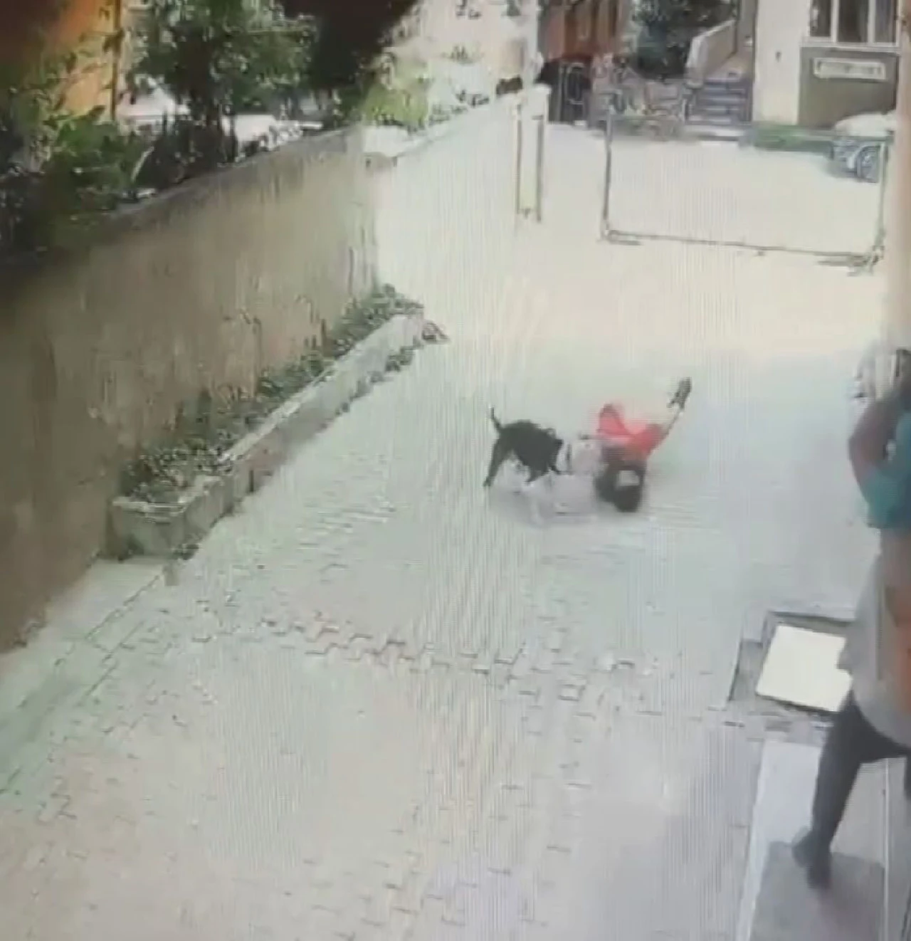 Ataşehir’de Pitbull 7 yaşındaki çocuğa saldırdı!