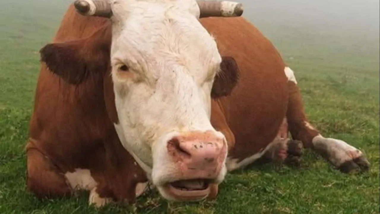 Şapın faturası ağırlaşırken üretici borç ertelemesi bekliyor