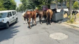 Avcılar'da her yerde at var!