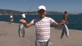 Sarıyer'de palamut bolluğu