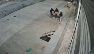 Kafalarına poşet geçirip kuş çaldılar