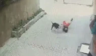 Ataşehir’de Pitbull 7 yaşındaki çocuğa saldırdı!