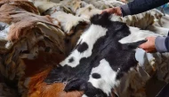 Kurban Bayramı'nda derilerinize sahip çıkın!