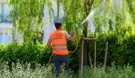 Esenyurt Belediyesi, teke böceklerine karşı ağaçlarda ilaçlama çalışmaları başlattı
