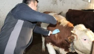 Şap hastalığı etken değil!