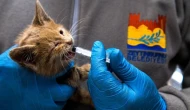 Zeytinburnu'nda bin 231 kedi kısırlaştırıldı