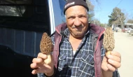 Dağ köylerinde kuzugöbeği mantarı gelir kapısı oldu