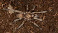 Türkiye'nin yeni tarantula türü tescillendi