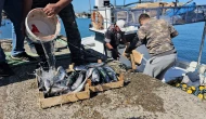 Zonguldak’ta balıkçılar 50 ton balıkla döndü