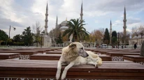 İstanbul'da sokak köpeklerini beslemek yasaklandı!