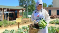 Fatih'te lahana hasadı yaptı