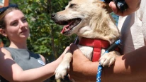 Büyükçekmece Belediyesi'nden Renkli Köpek Festivali: Sahiplen, mutlu et!