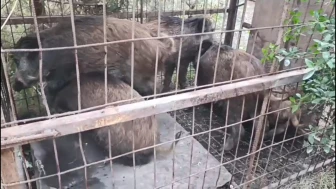 Çatalca'da hayvanlara eziyet! Kaçak avcılar ormanı kapanlarla doldurdu!