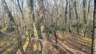 Silivri'de ağaç kıyımına mahalle muhtarından isyan:  "Dertliyiz yardım edin!"