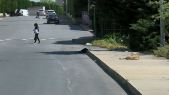 Zehra köpeklerden son anda kurtuldu!