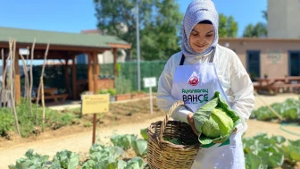 Fatih'te lahana hasadı yaptı