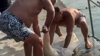 Bebek'te karaya vuran yunus balığı görenleri üzdü