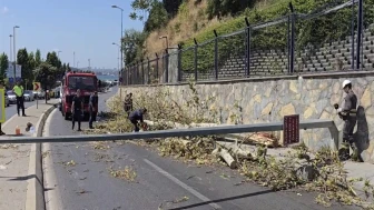 Üsküdar'da ağaç otomobilin üzerine devrildi