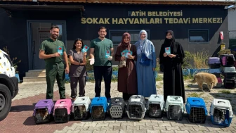 Yedikule'de sahiplenilmeyi bekliyorlar