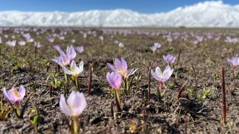 Yüksekova'da baharın müjdecisi kardelenler çiçek açtı