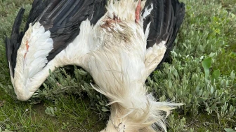 Göç yolundaki 5 leylek tüfekle vuruldu