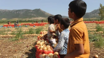 852 çocuk çalışırken öldü!