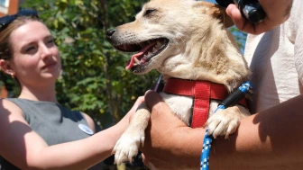 Büyükçekmece Belediyesi'nden Renkli Köpek Festivali: Sahiplen, mutlu et!