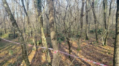 Koca ormanı katlettiler!