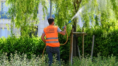 Esenyurt Belediyesi, teke böceklerine karşı ağaçlarda ilaçlama çalışmaları başlattı