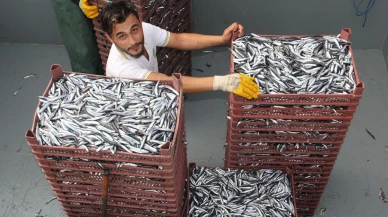 Karadeniz Bölgesi'nden 6 ayda su ürünleri ihracatı 167 milyon doları aştı