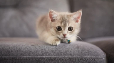 Kediler ömür uzatıyor