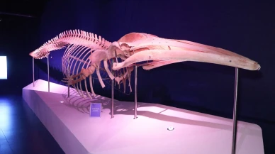 Dev kaşalot İstanbul Akvaryum'da