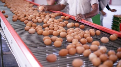 TÜİK açıkladı: Yumurta üretiminde azalma var