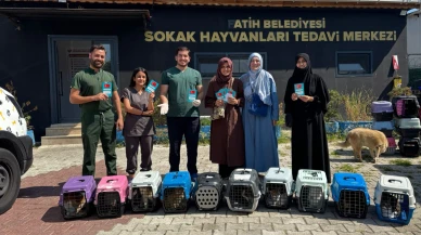 Yedikule'de sahiplenilmeyi bekliyorlar