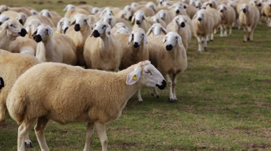 Hayvancılıkta umut kalmadı