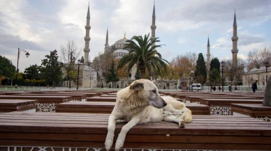 Bütün köpekleri toplayın!