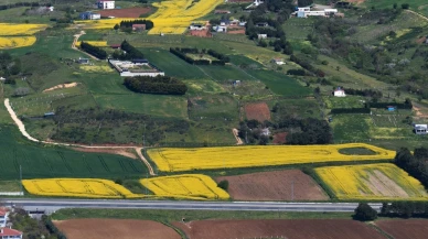 Kanola tarlaları sarıya büründü