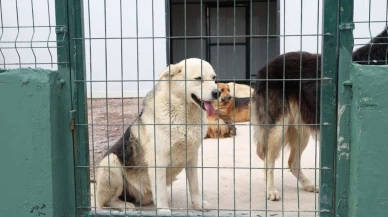 Patili dostlara yuva Çekmeköy