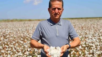 Pamukta tehlike çanları çalıyor