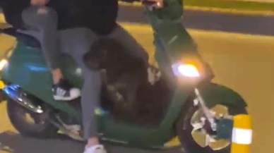Sokak köpeği motosiklete binmek istedi; o anlar kamerada