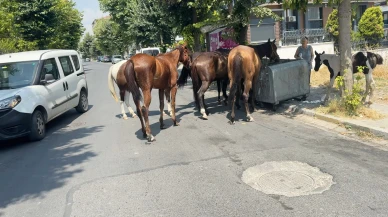 Avcılar'da her yerde at var!