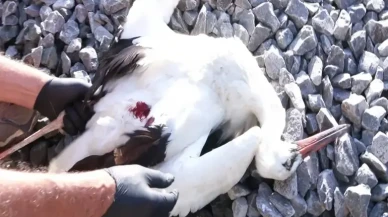 İstanbul Küçükçekmece'de göç yolunda ölüm tuzağı: Leylekler ölüm tuzağında!