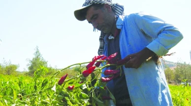 Tarımda üretici enflasyonu yükseldi