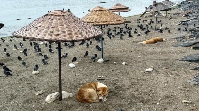 Avcılar’da havalar serinledi, sahil güvercinlere kaldı